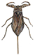 water scorpion nepa
