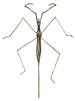water scorpion - ranatra