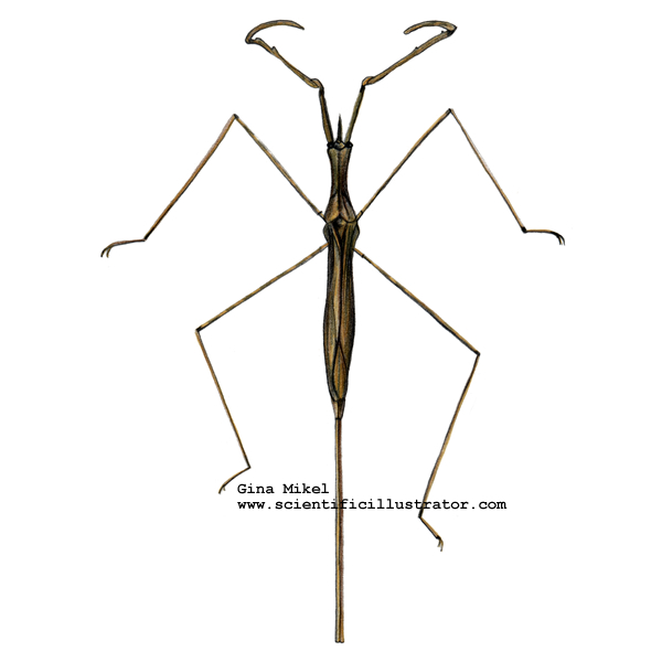 Water Scorpion Ranatra