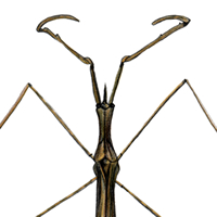 water scorpion ranatra