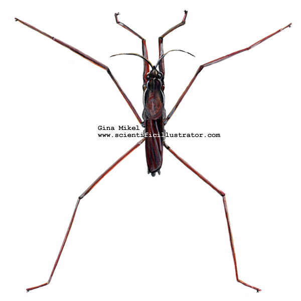 Water Strider