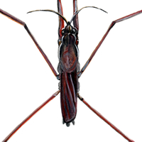 water strider
