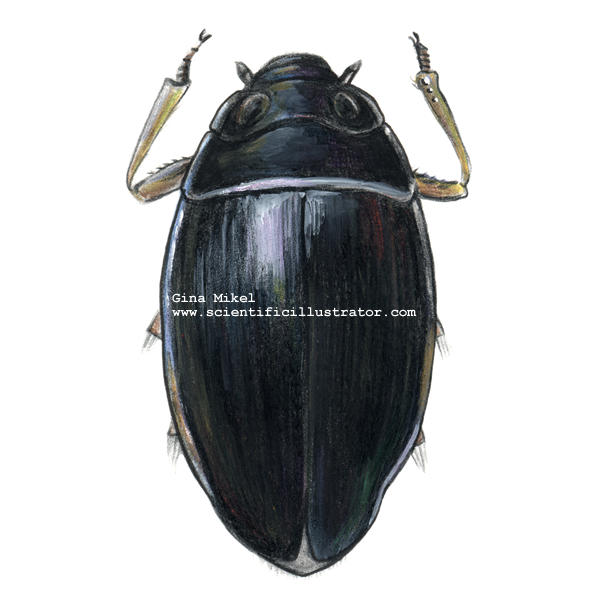 Whirligig Beetle