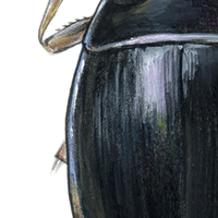 whirligig beetle