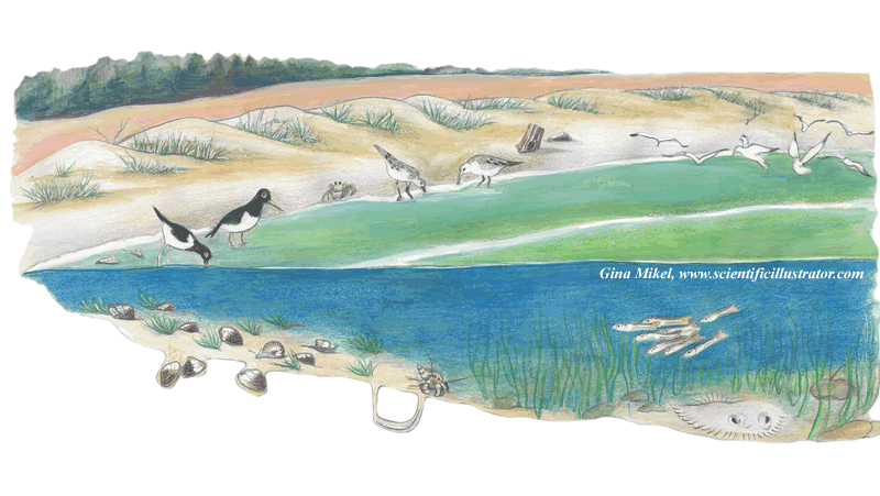 intertidal