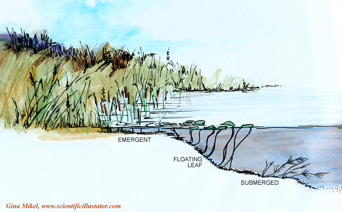 Littoral