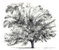 Pecan Tree Illustration