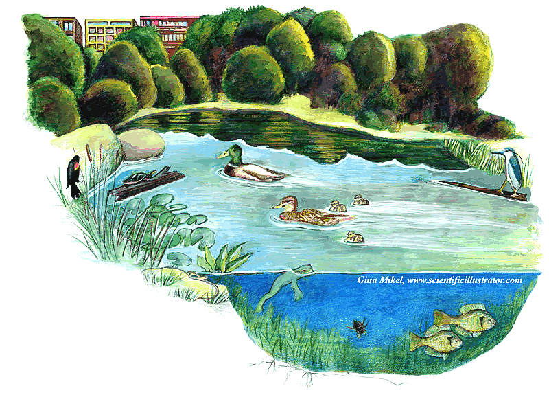 pond