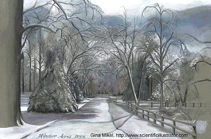 ice storm