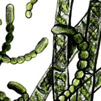 algae