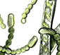 algae