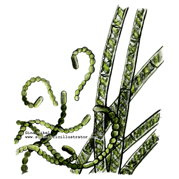 algae illustration