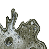 amoeba