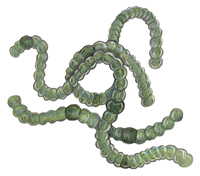 Anabaena Illustration