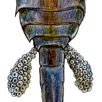 copepod