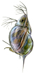 daphnia