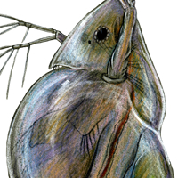daphnia