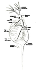 daphnia anatomy