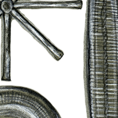 diatoms