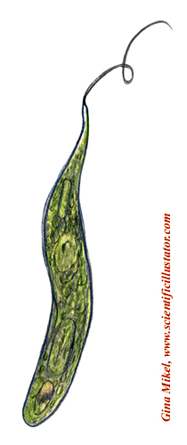 euglena illustration