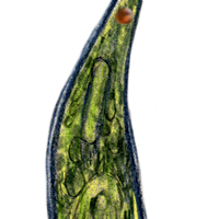 euglena