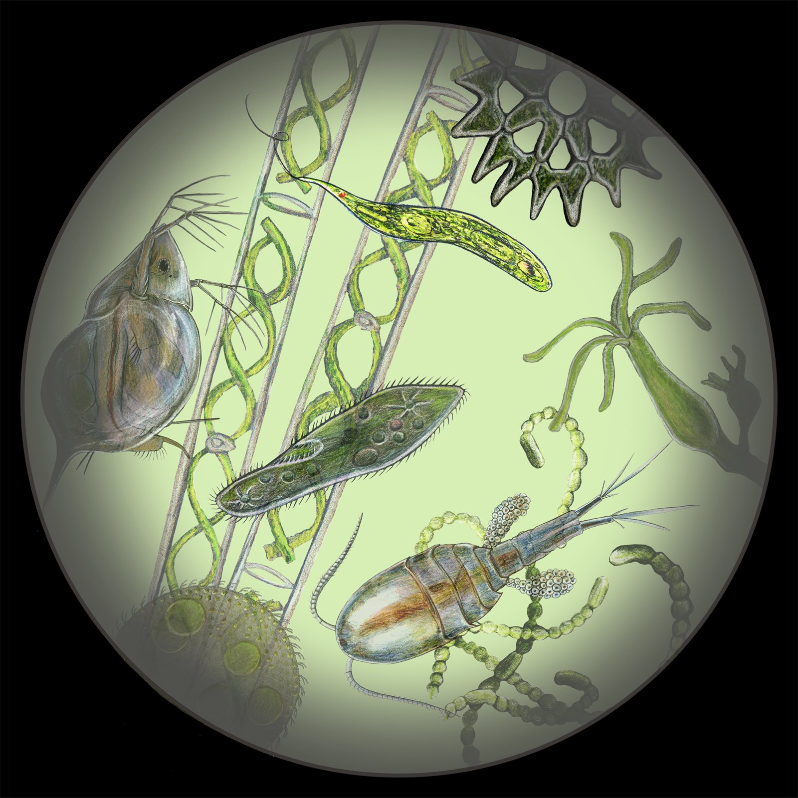 Artwork by Gina Mikel: Macroscopic Aquatics - Circle