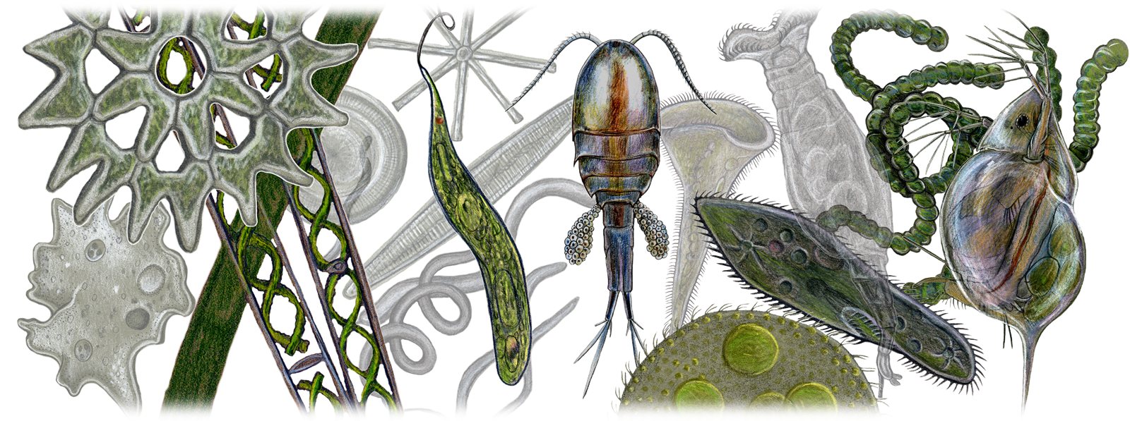 Artwork by Gina Mikel: Macroscopic Aquatics - Horizontal