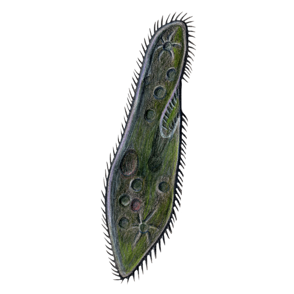 paramecium illustration
