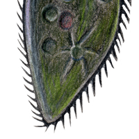 paramecium