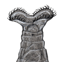 rotifer