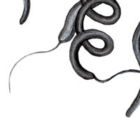 spirilla bacteria