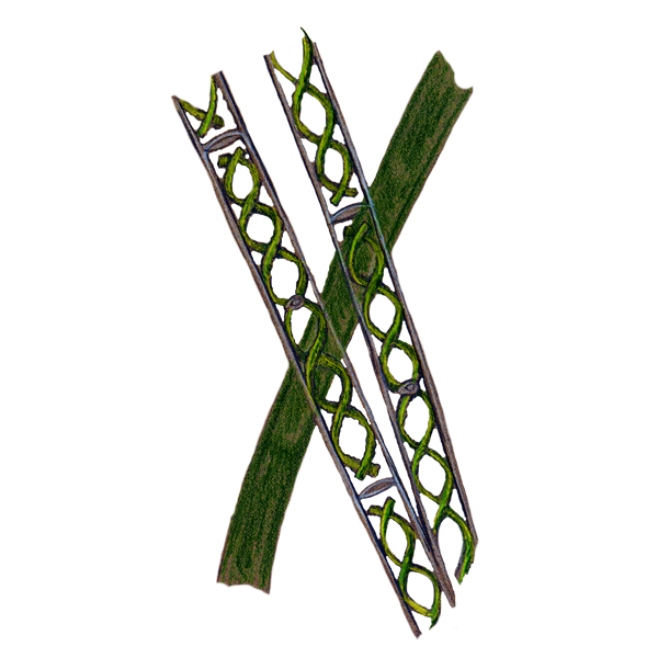 spirogyra illustration