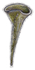stentor