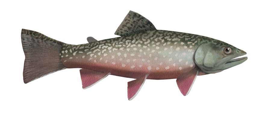 Brook trout, side view, illustration by Gina Mikel