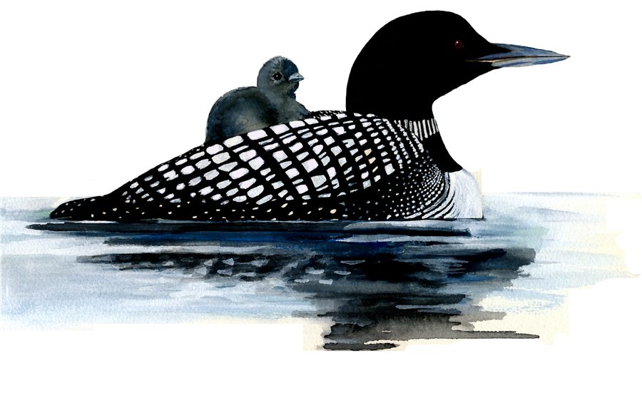 Common loon carrying its chick on its back, illustrated in watercolor and gouache by Gina Mikel