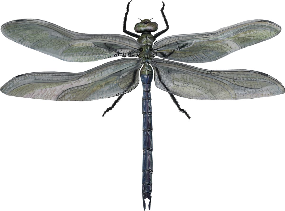 Male green darner dragonfly illustration by Gina Mikel