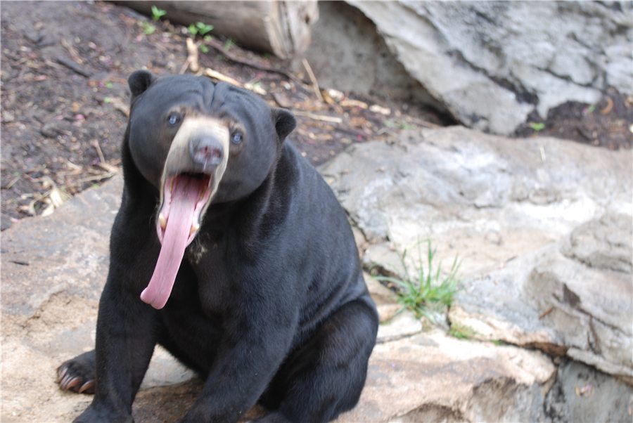 Malayan sun bear with its long tongue out, photographed by Gina Mikel at the Saint Louis Zoo