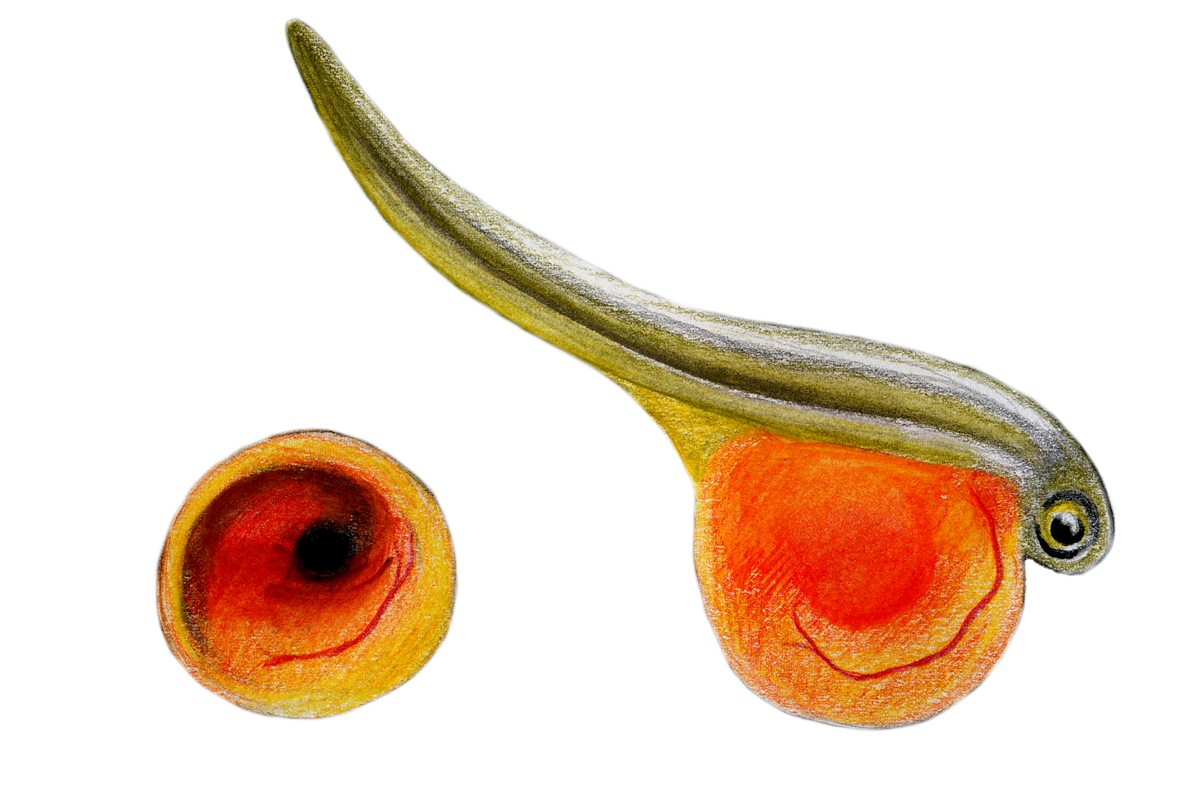 Northern pike, eyed egg and sac fry, illustration by Gina Mikel
