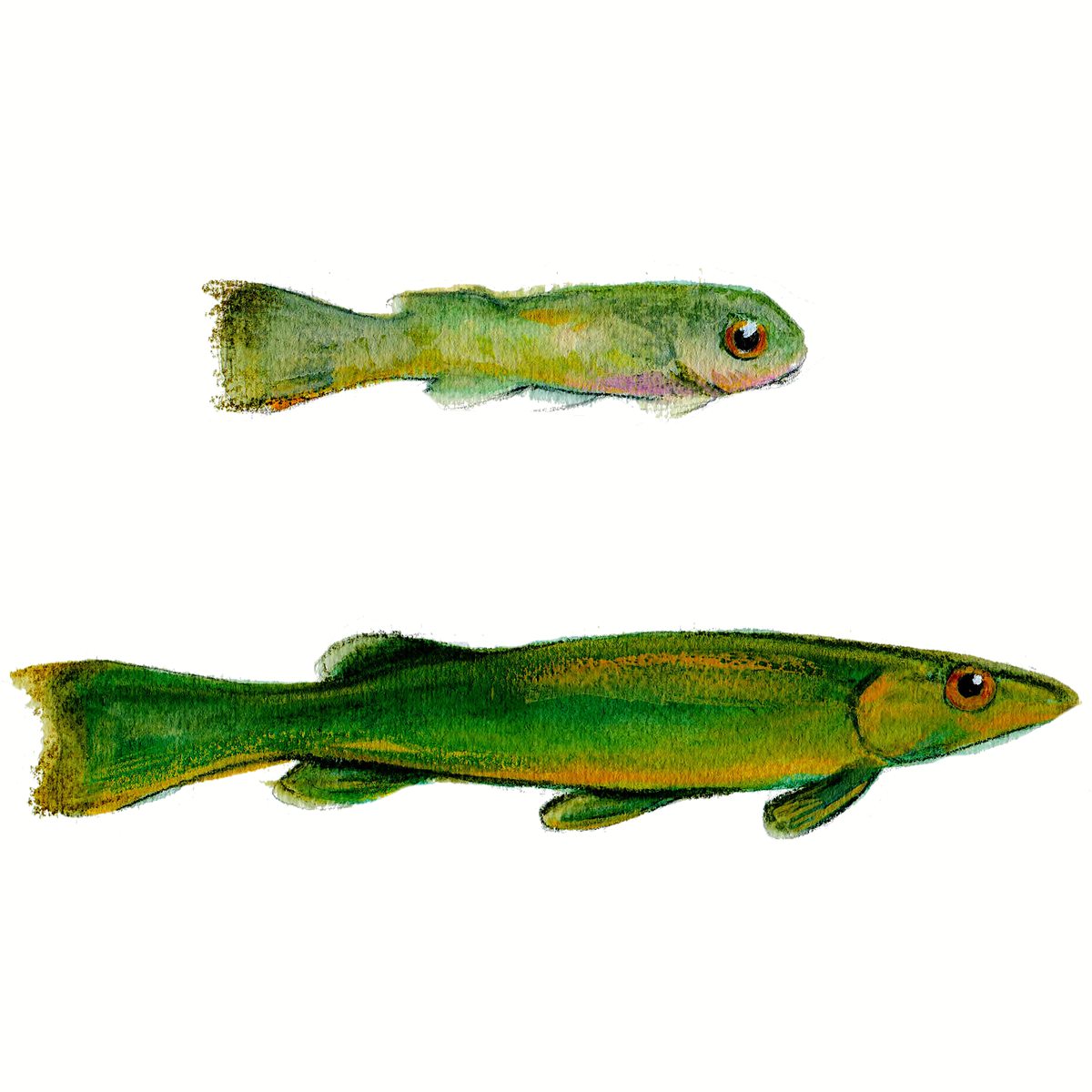 Northern pike, swim-up fry and fingerling, illustration by Gina Mikel