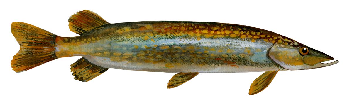 Northern pike, illustration by Gina Mikel