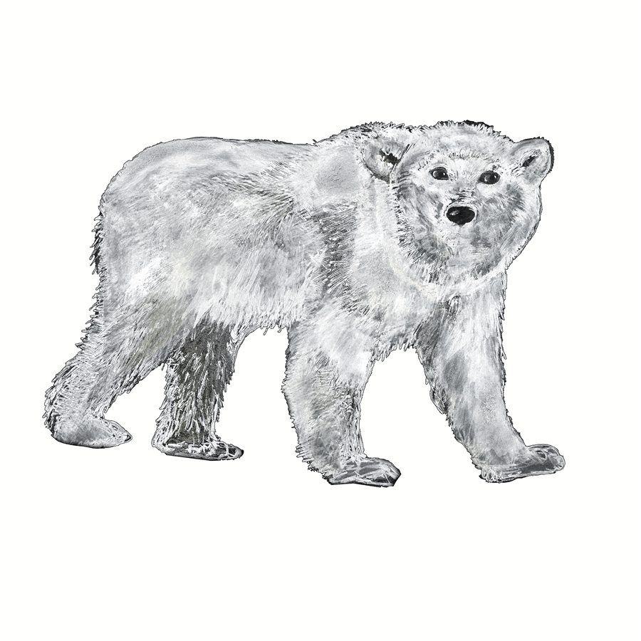 Polar bear walking, illustration by Gina Mikel