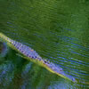 Alligator