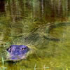 Alligator