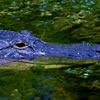Alligator