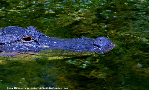 American Alligator