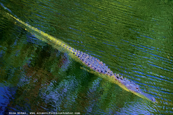 American Alligator