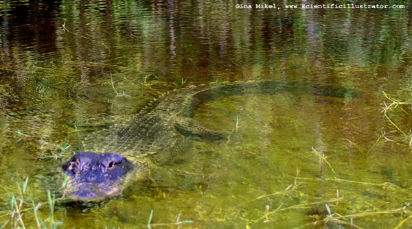 American Alligator
