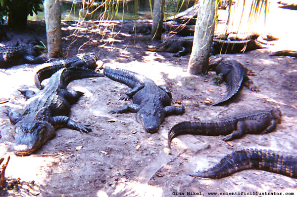 American Alligators