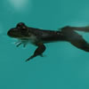 Bullfrog