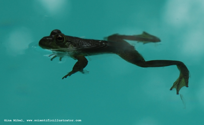 American Bullfrog